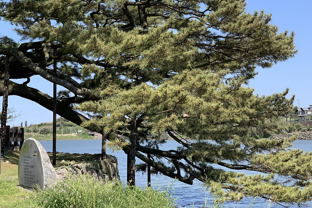 수산저수지 고목