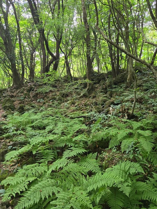 만원으로 초록초록 제주 즐기기