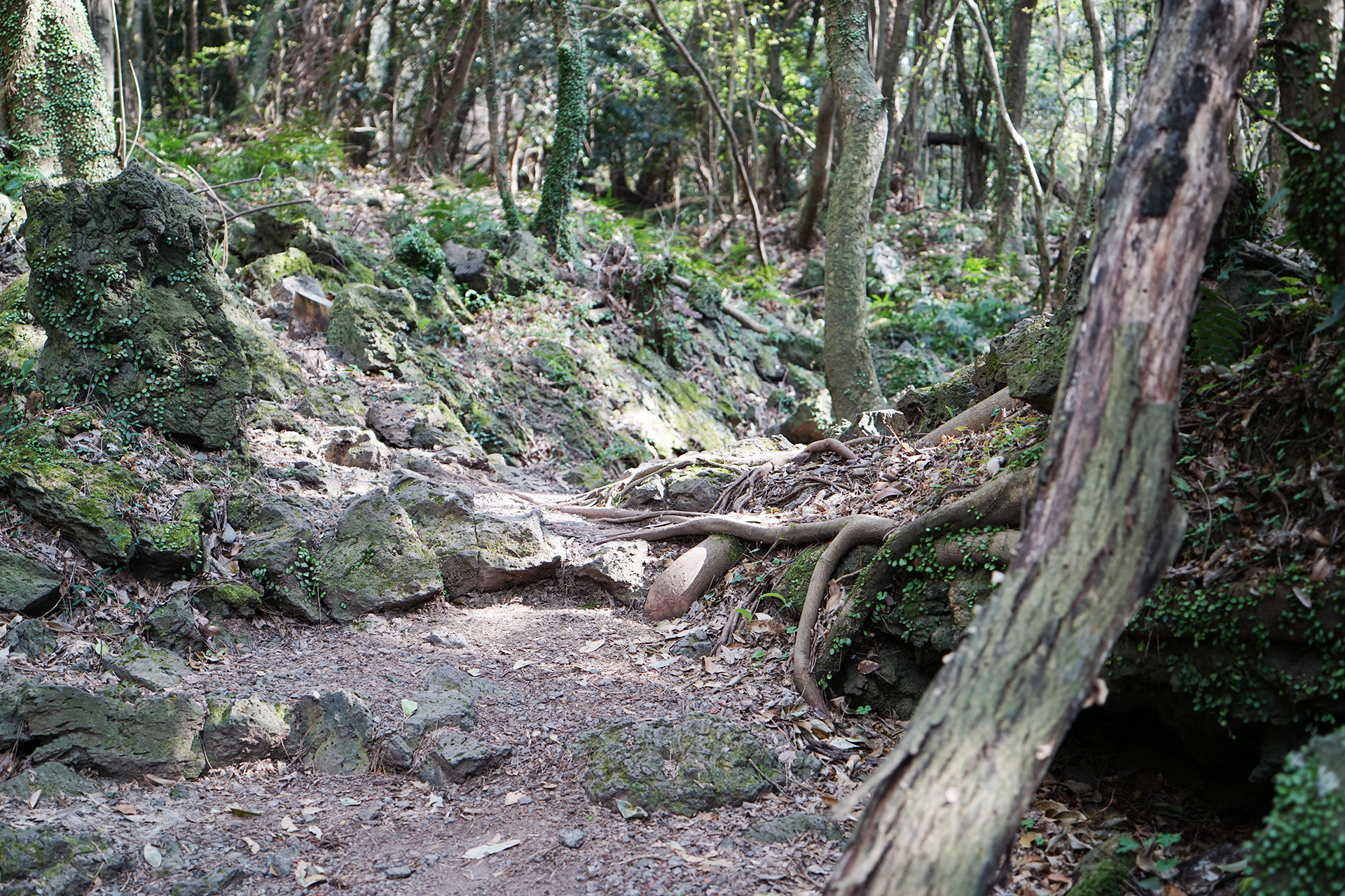 삶이된 숲, 숲이된 삶 <곶자왈여행>