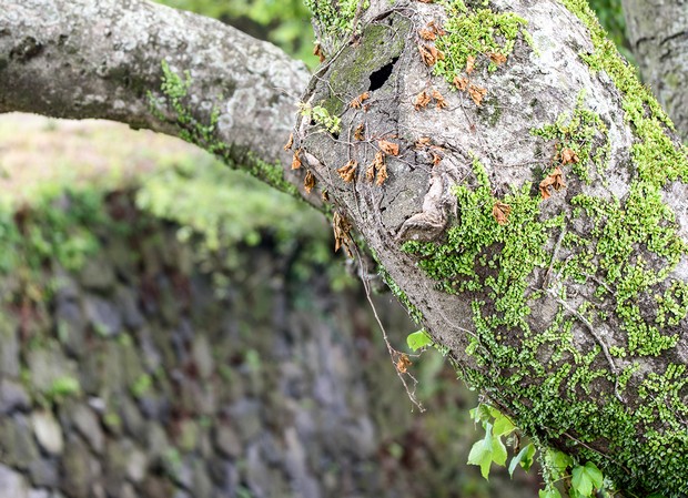 명월팽나무군락