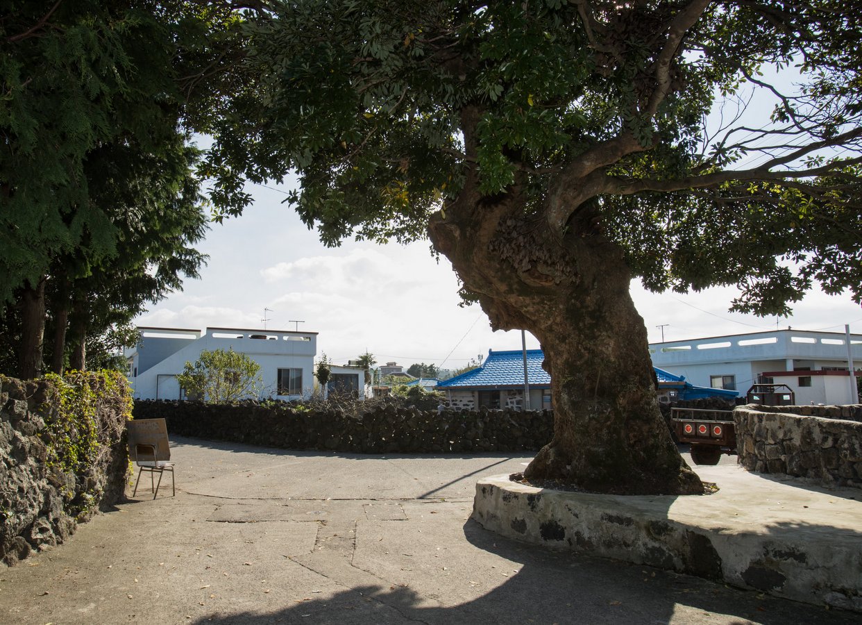 Bulkabunnang Burnt Tree