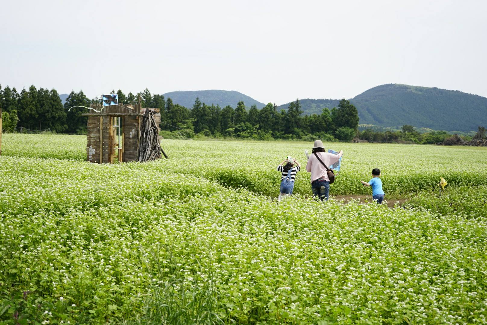 제3회 보롬왓 메밀밭 축제