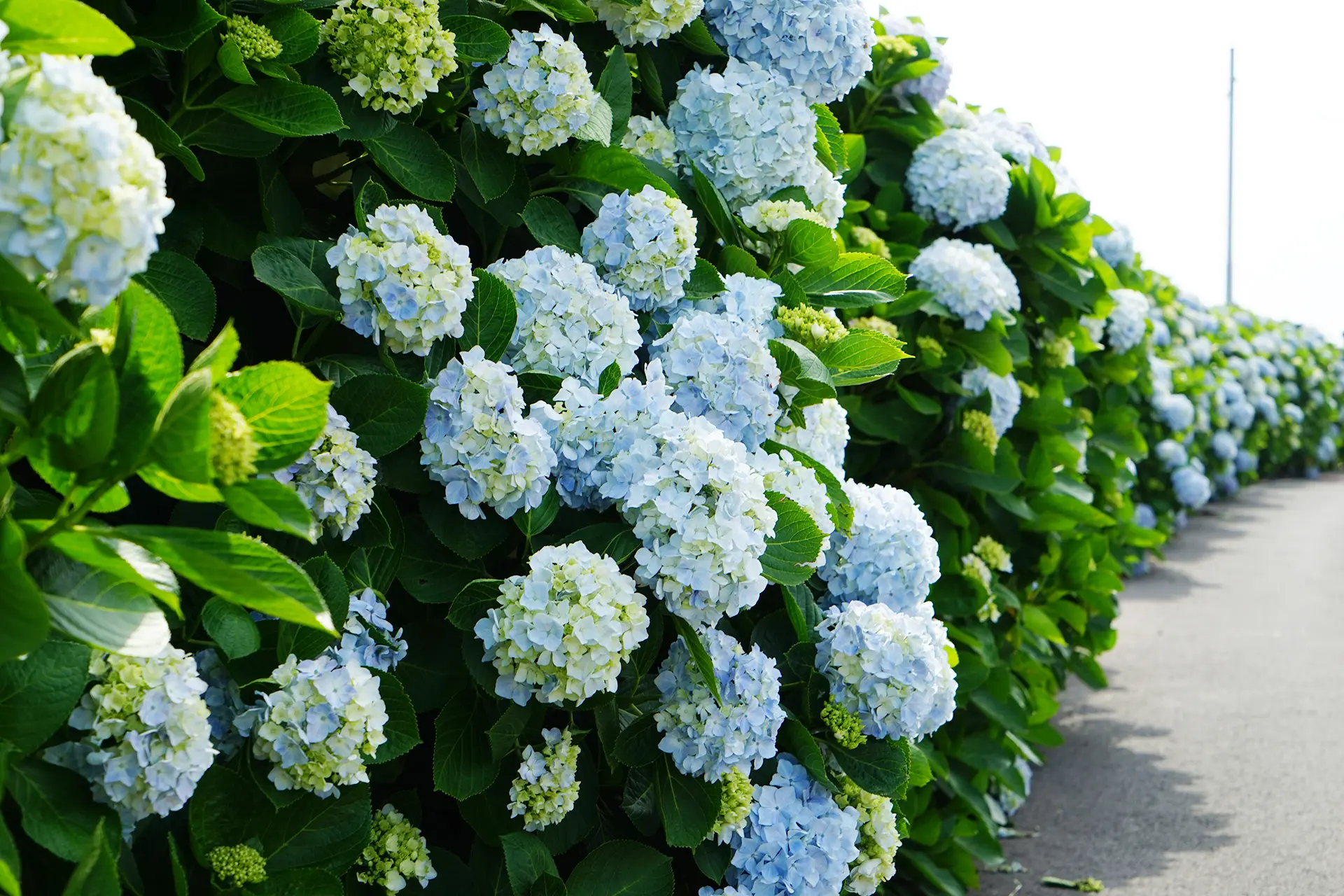 꽃길만 걸어요