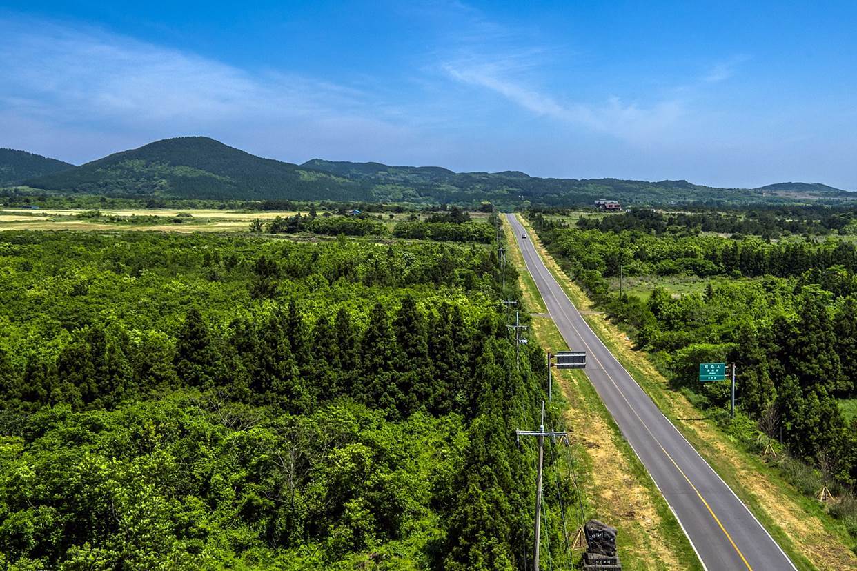 鹿山路油菜花路