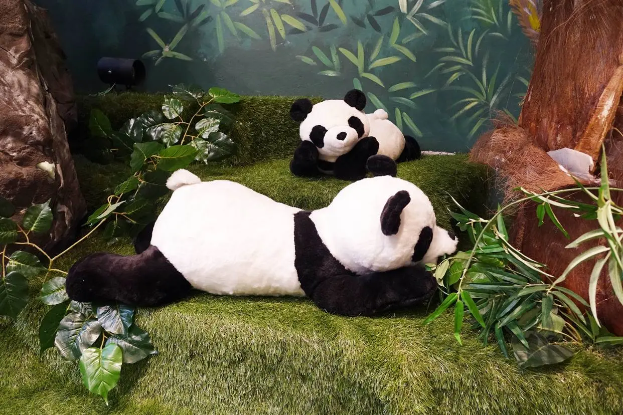 ของจัดแสดงรูปหมีเท็ดดี้ที่ Teseum Jeju ใน Aewol