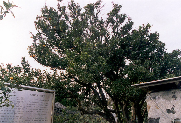 Gwangryeong Mandarin Trees