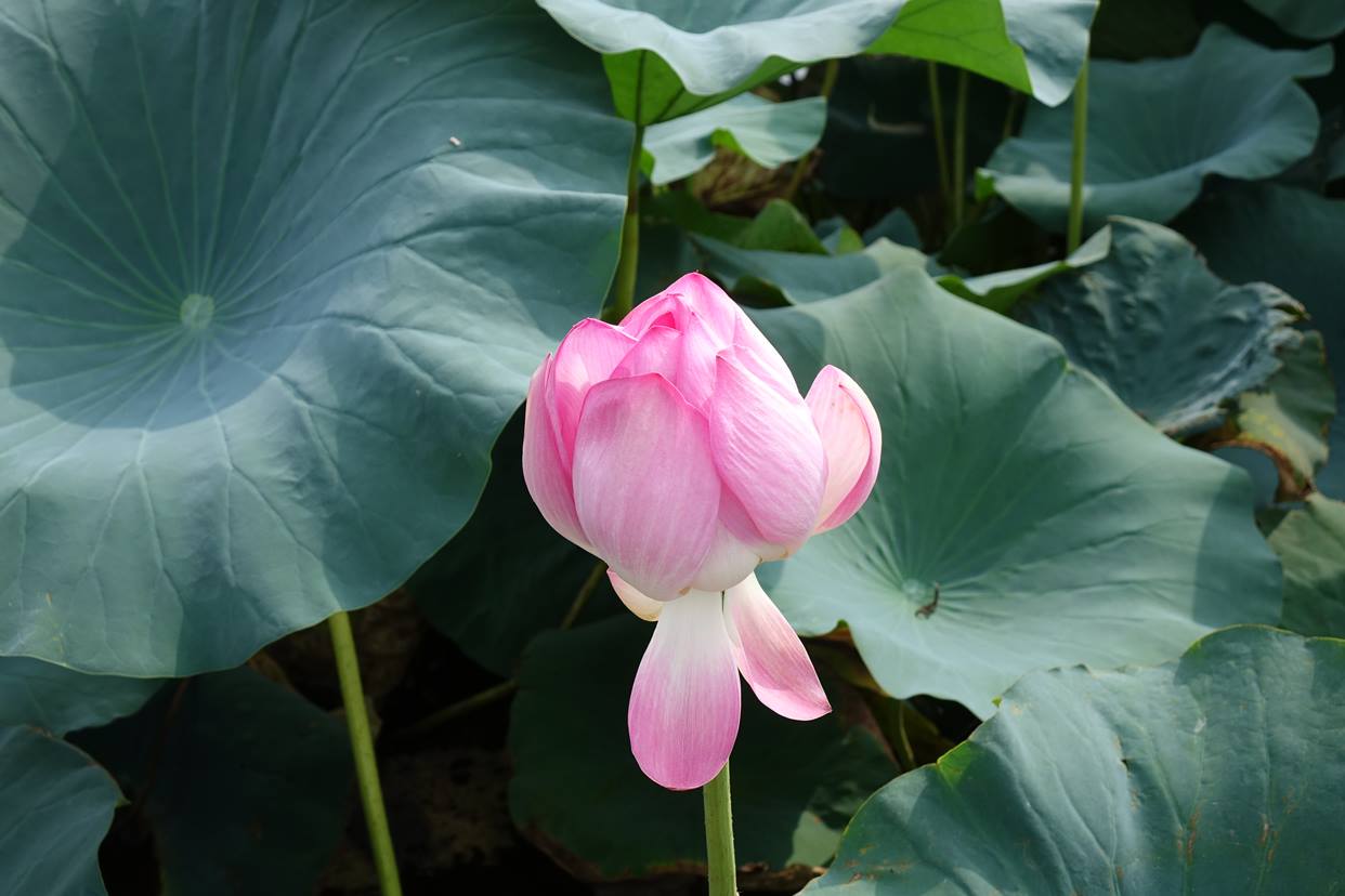 Yeonhwamot Pond