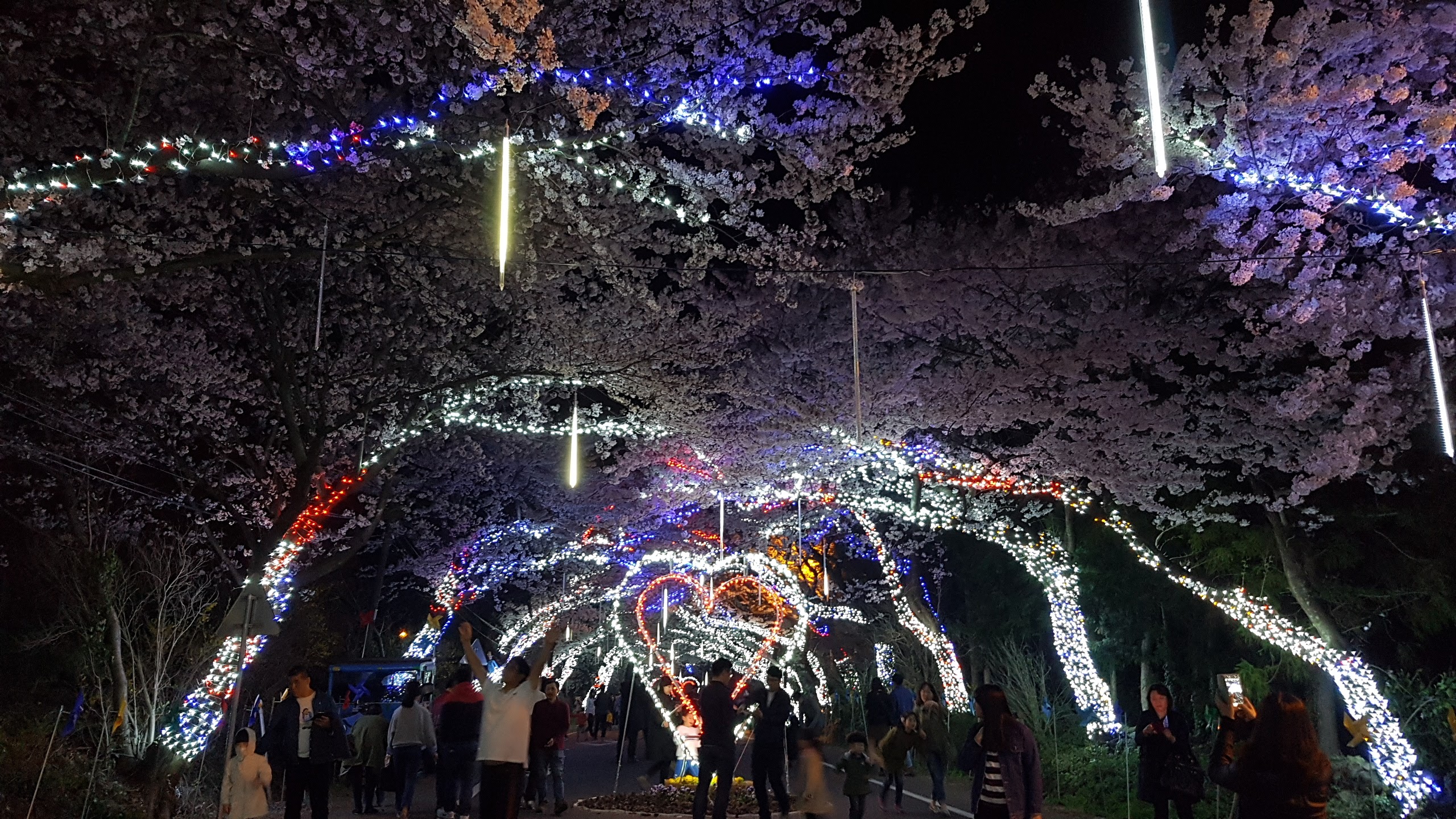 장전리 벚꽃축제길