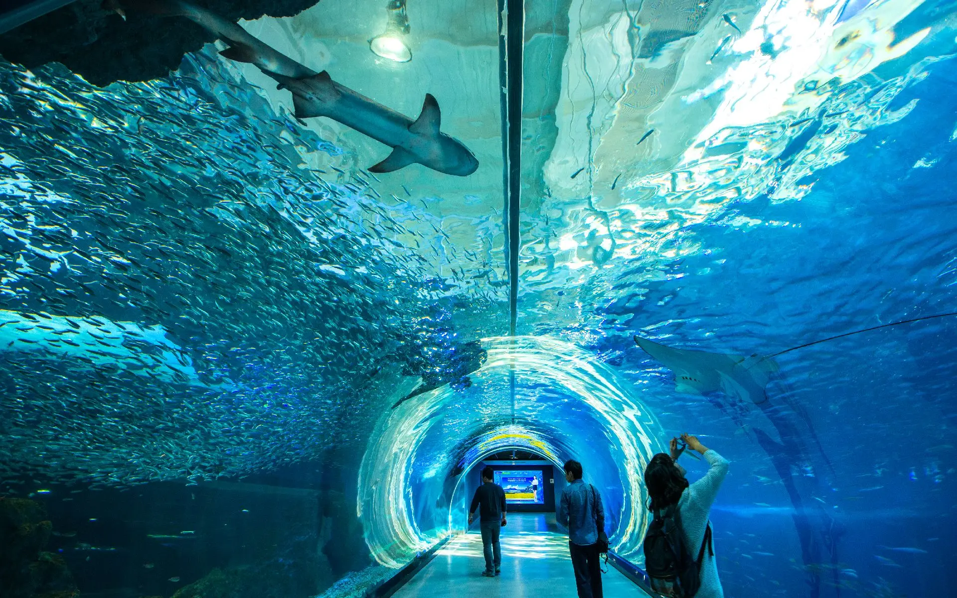 Aqua Planet Jeju 海底隧道與鯊魚實景