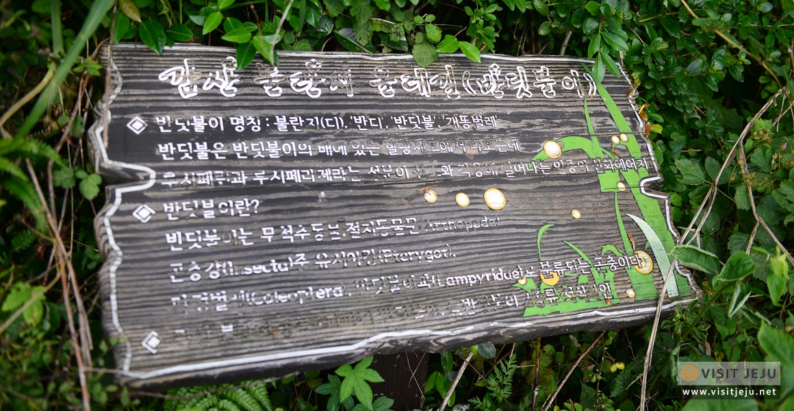 감산리 반딧불이 탐방로