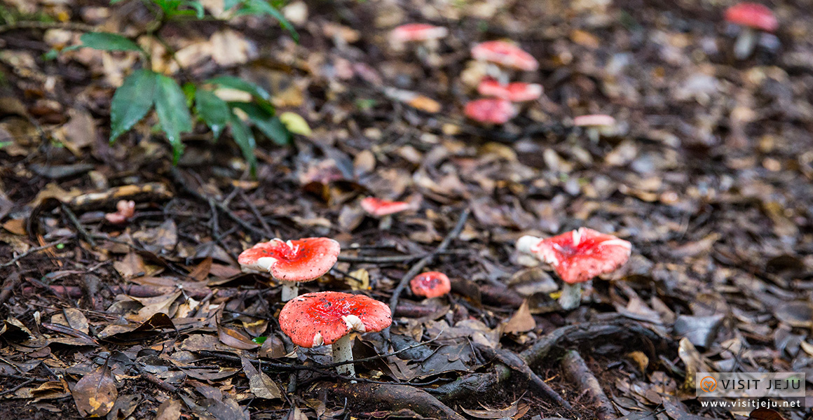 Gosalli Forest Trail