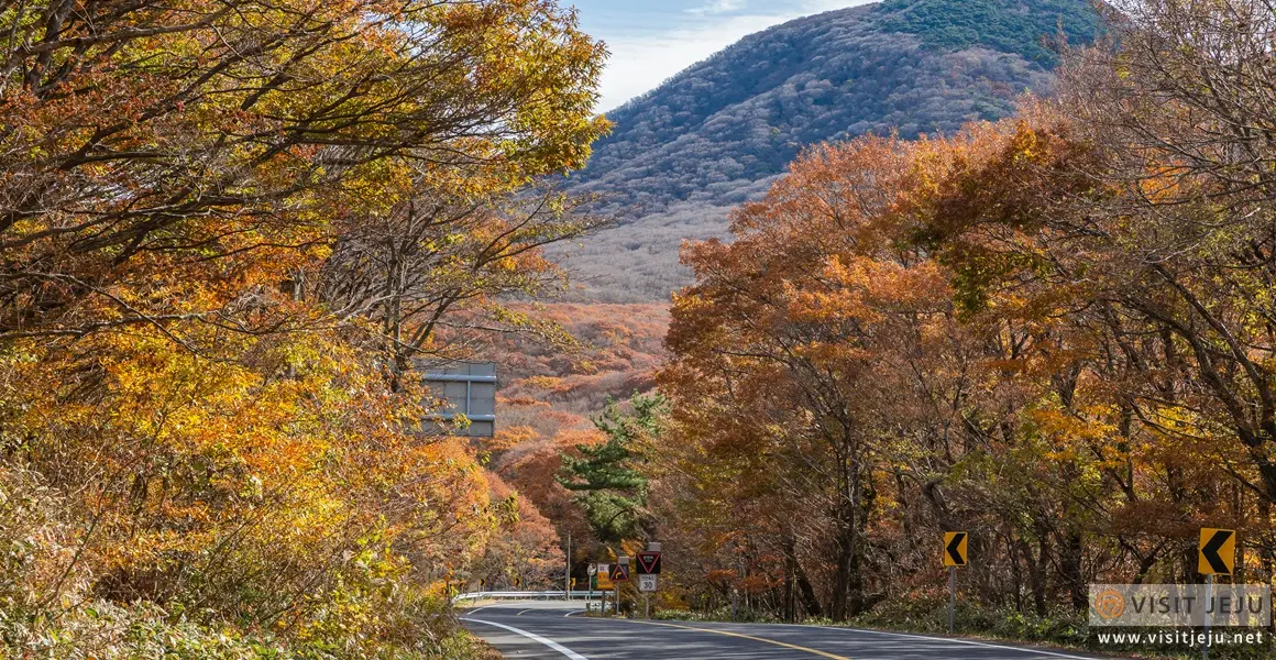 濟州漢拏山秋季山路與紅黃楓葉實景