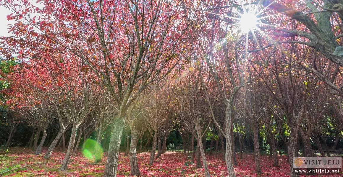 濟州涯月 Hangpaduri 晚秋紅葉林實景