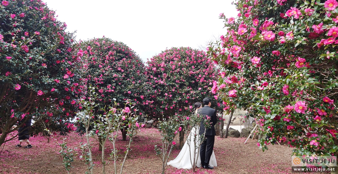 Camellia Forest