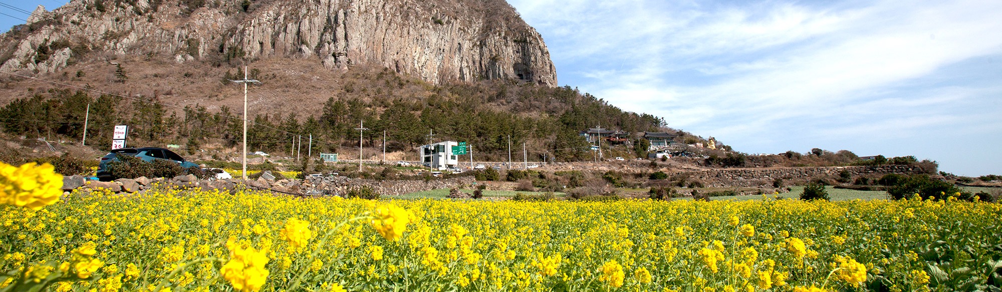 2019년 3월 놓치지 말아야 할 제주 관광 10선 <봄날, 꽃길 그리고 제주의 화양연화>
