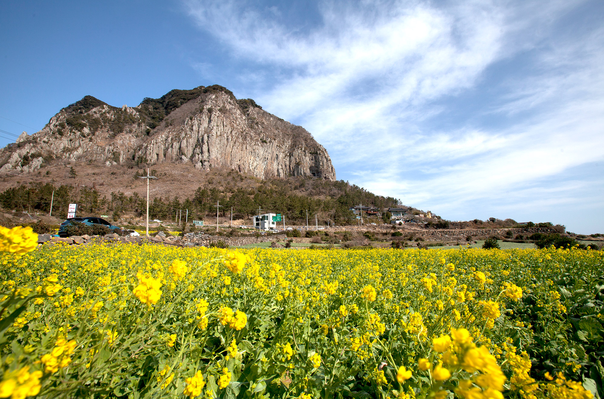 2019년 3월 놓치지 말아야 할 제주 관광 10선 <봄날, 꽃길 그리고 제주의 화양연화>