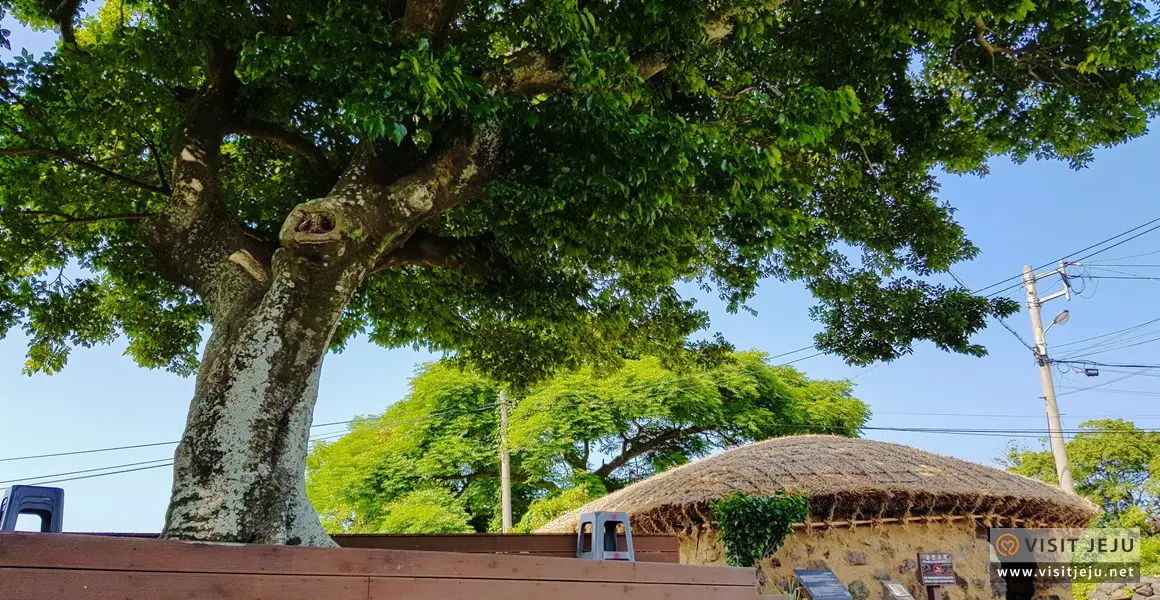 Top 10 Jeju Sites for July <Things to fully enjoy, photograph, ride, and taste in Jeju in July>