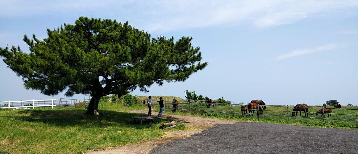 제주승마공원