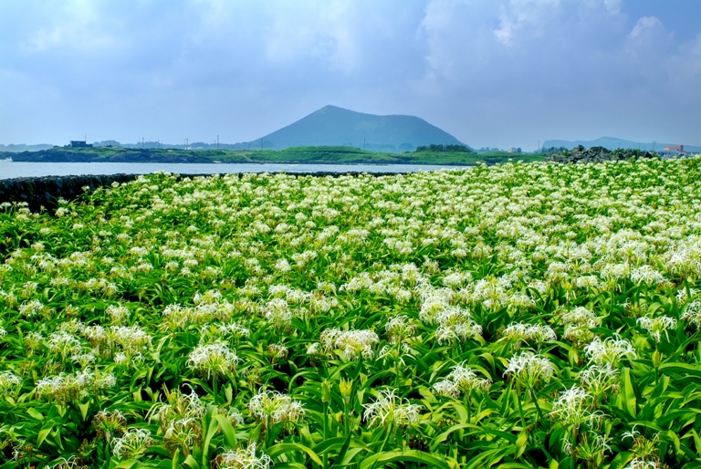 Tokkiseom Rabbit Island