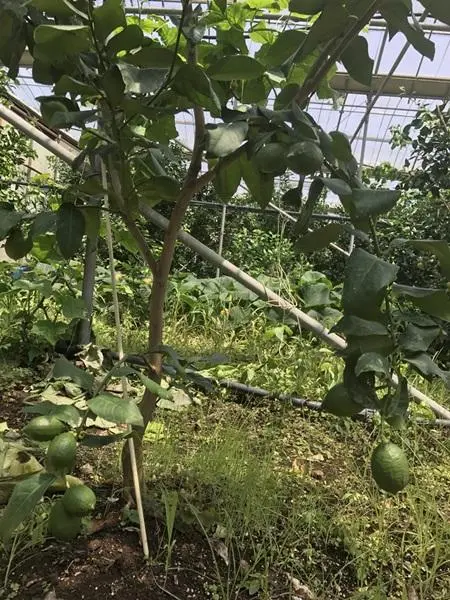 Visit Jeju : JEJU THE 88 FARM