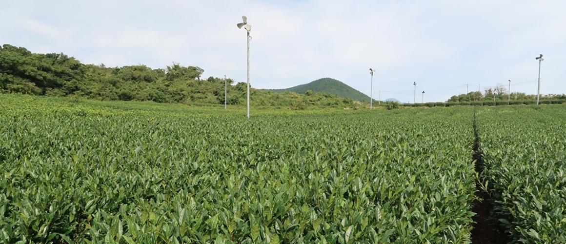 제주돌하르방캠핑장 이미지