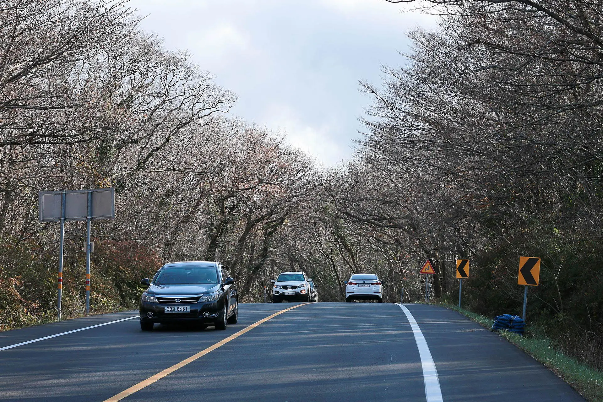 Visit Jeju : 5.16道路・森のトンネル