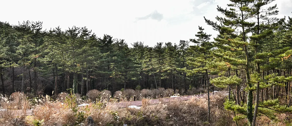 Bulgeun Oreum Natural Recreation Forest 