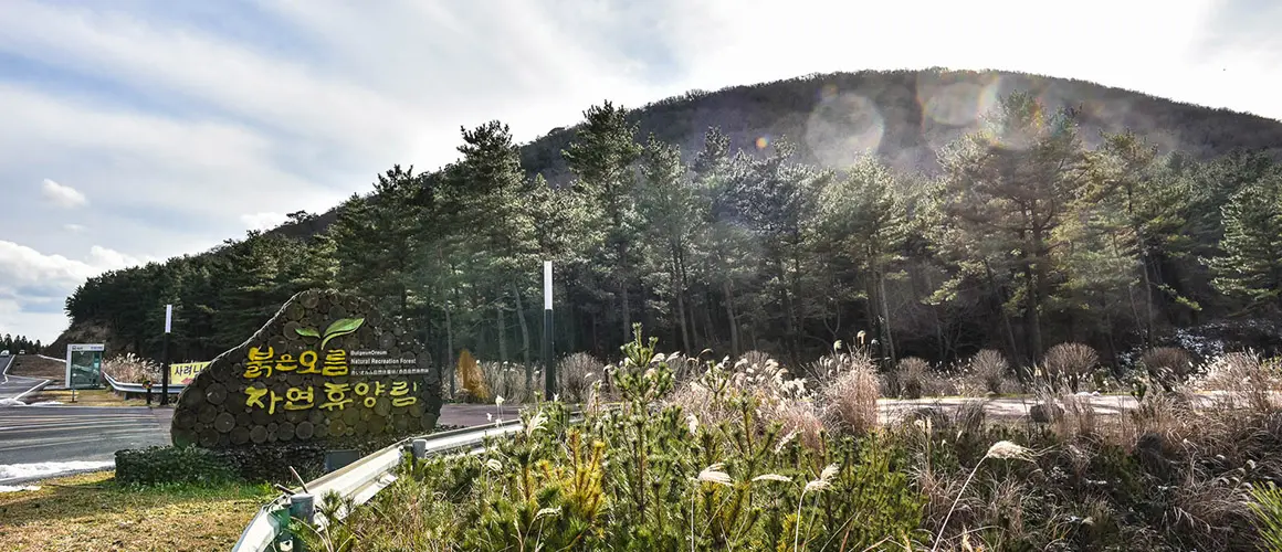 Bulgeun Oreum Natural Recreation Forest 