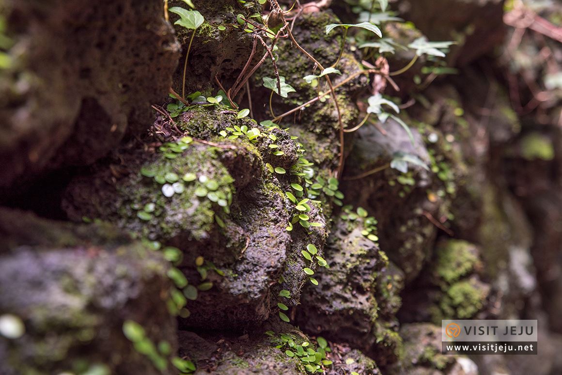 처음이라 더욱 특별하다! 제주로 떠나는 태교 & 아이와 함께하는 여행 