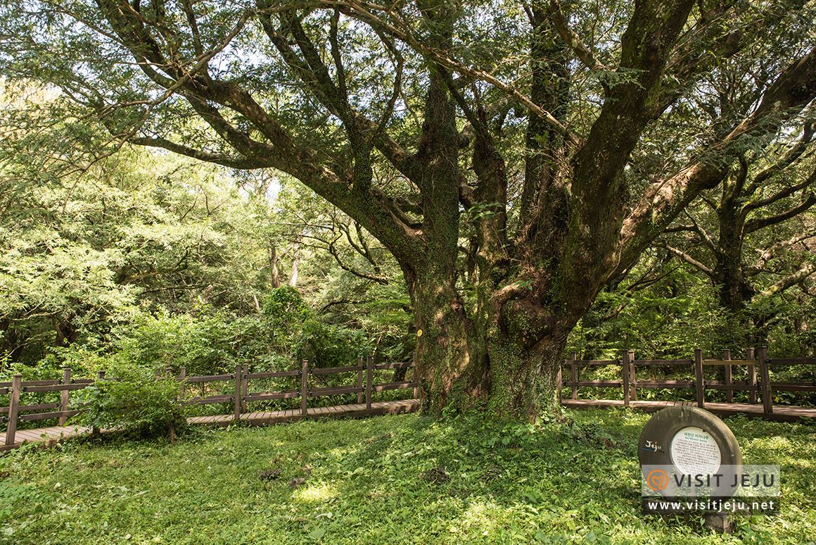 처음이라 더욱 특별하다! 제주로 떠나는 태교 & 아이와 함께하는 여행 
