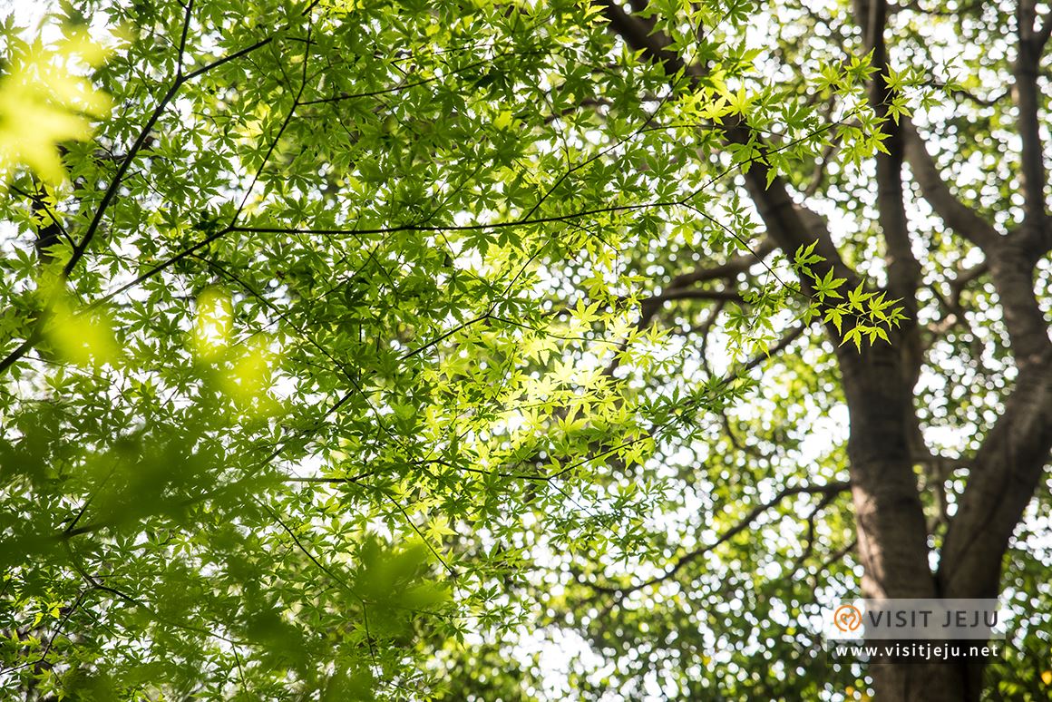 처음이라 더욱 특별하다! 제주로 떠나는 태교 & 아이와 함께하는 여행 