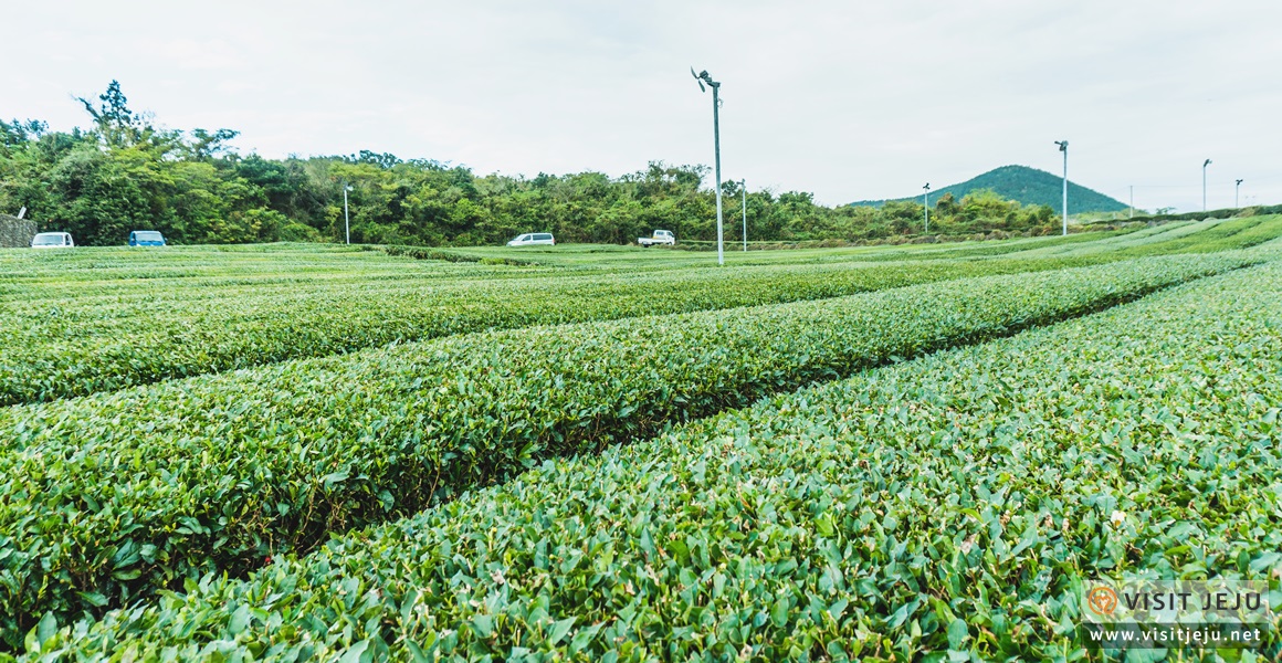 Những địa điểm nổi tiếng trên đảo Jeju <Gợi ý tour du lịch 3 ngày 2 đêm>