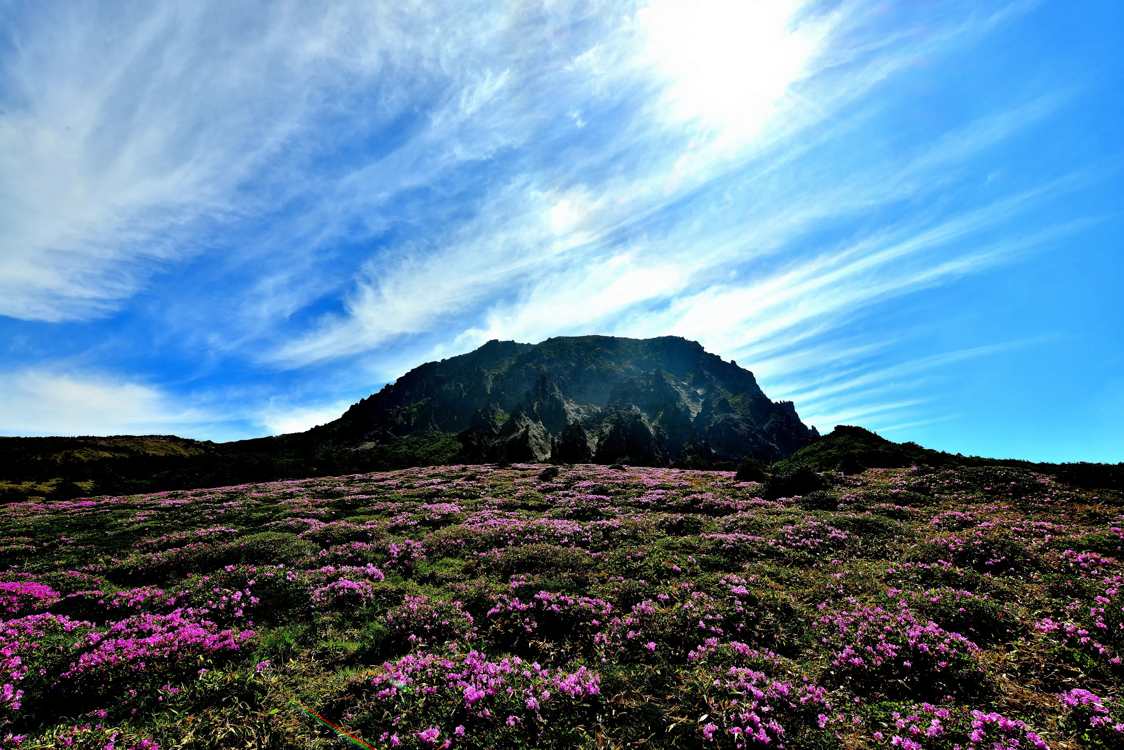 漢拏山山頂岩壁與杜鵑花真實景色