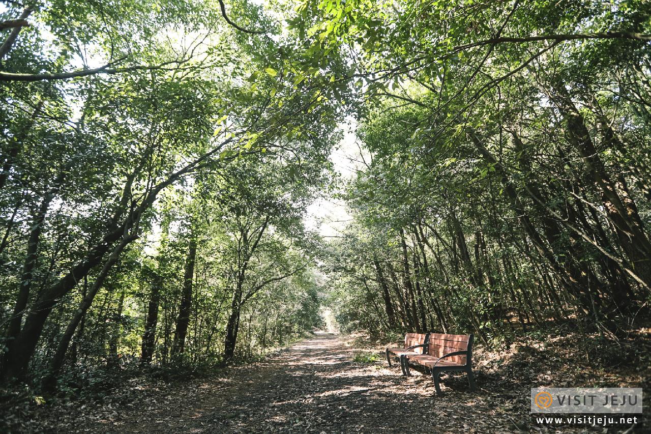 동백동산