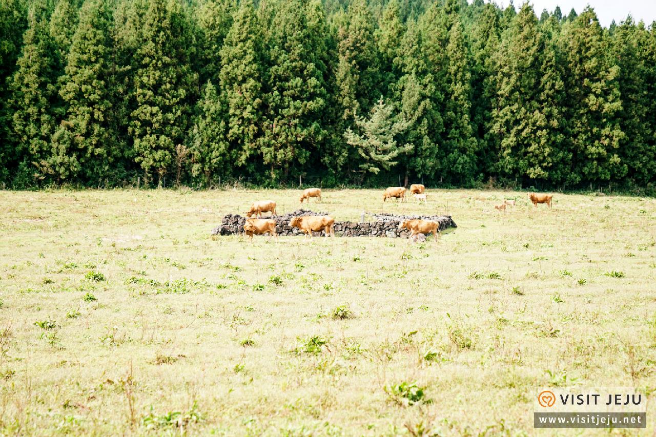 옷귀마테마타운