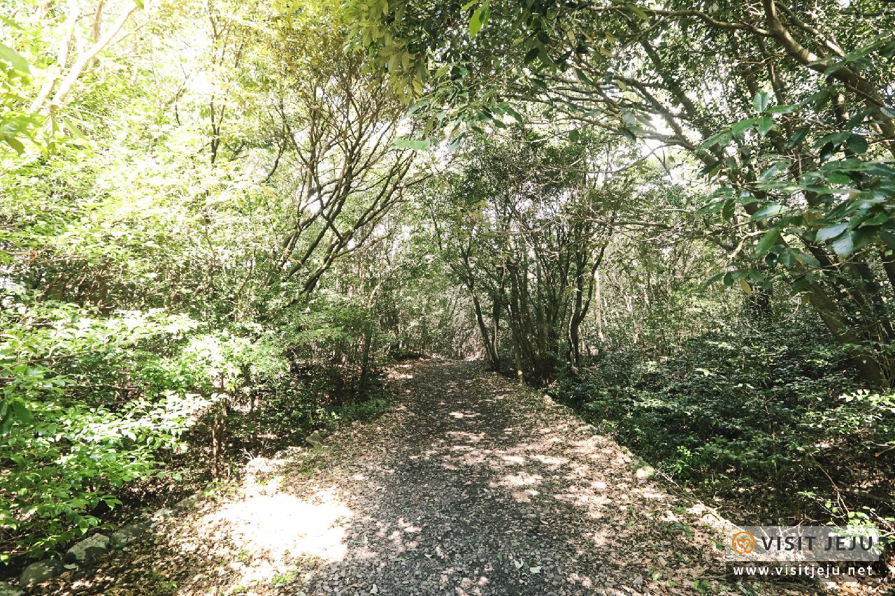 동백동산