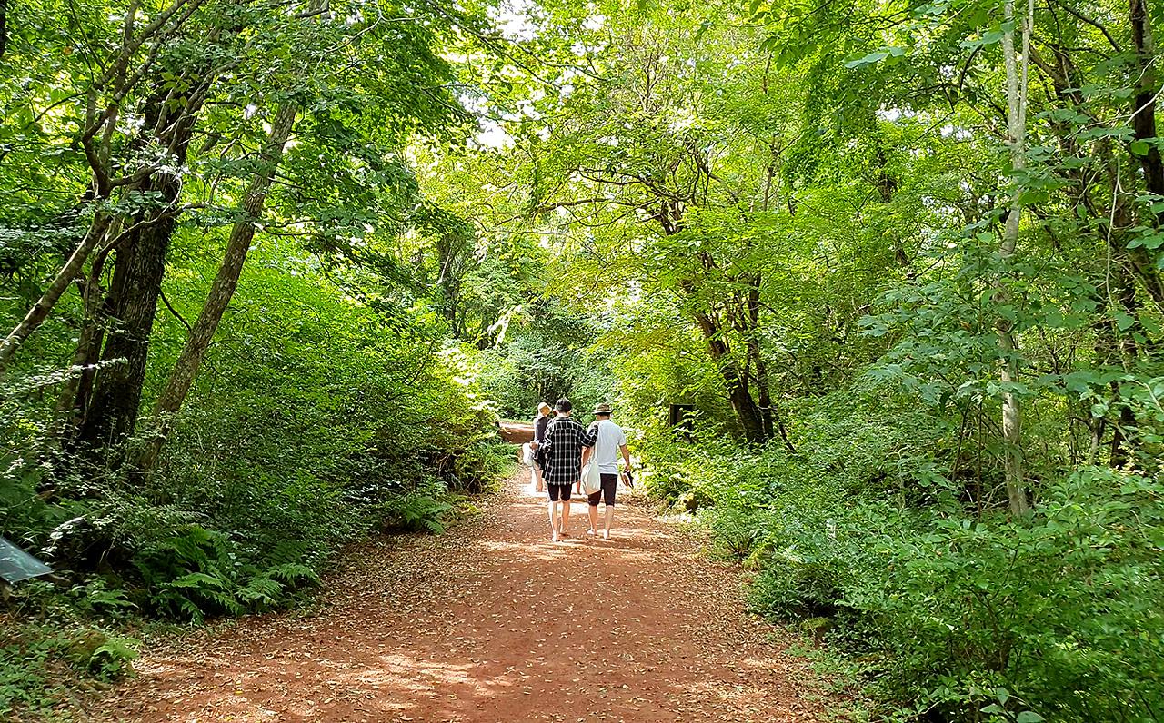 Exploring Gotjawal Forest: The Lungs of Jeju