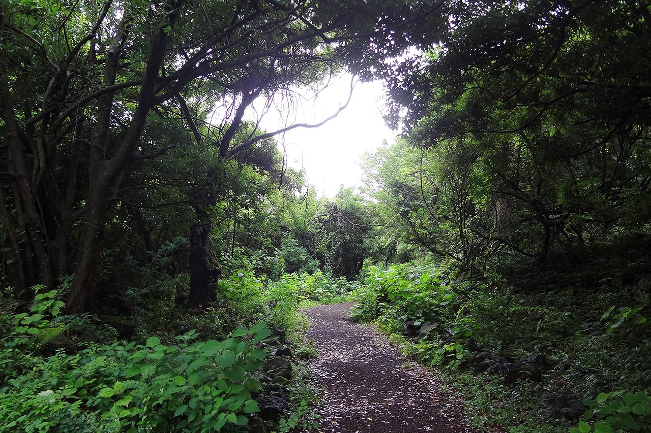 Exploring Gotjawal Forest: The Lungs of Jeju