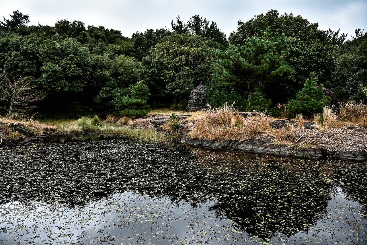 Exploring Gotjawal Forest: The Lungs of Jeju