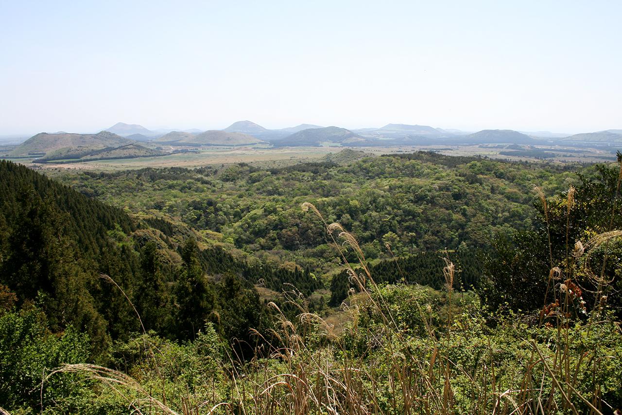 Exploring Gotjawal Forest: The Lungs of Jeju