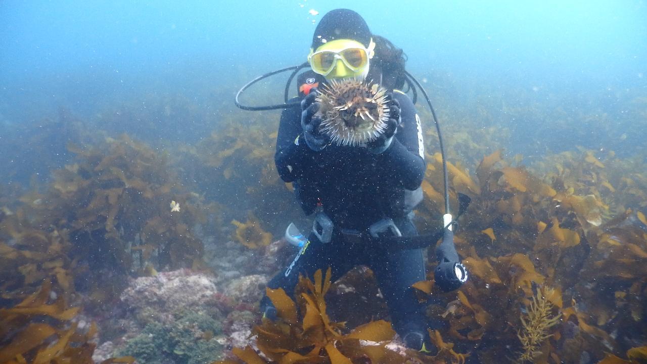 애월스쿠버다이빙스쿨