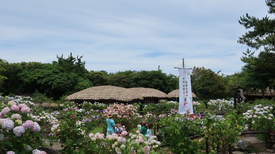 제주민속촌 수국축제 - 2020 초가마을 도채비꽃 한마당