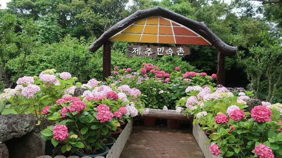 제주민속촌 수국축제 - 초가마을 도채비꽃 한마당