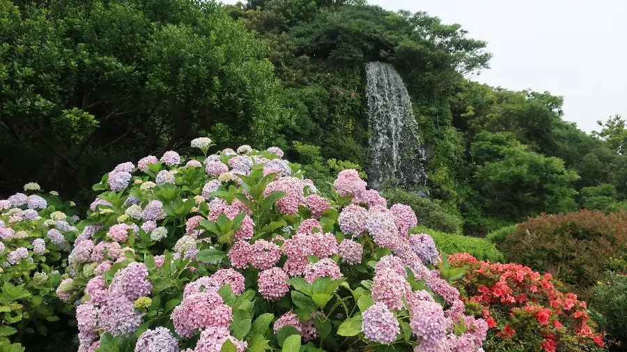 제주민속촌 수국축제 - 초가마을 도채비꽃 한마당