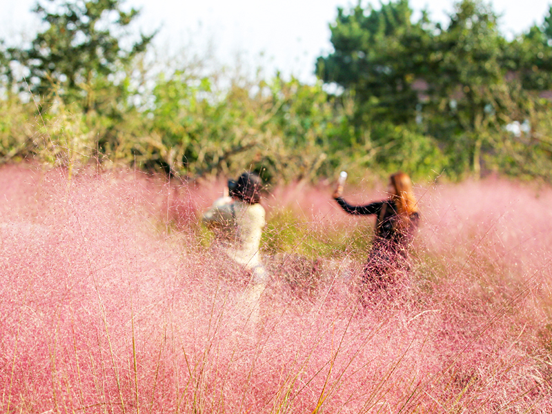 Jeju Fall Flowers and Where to See Them