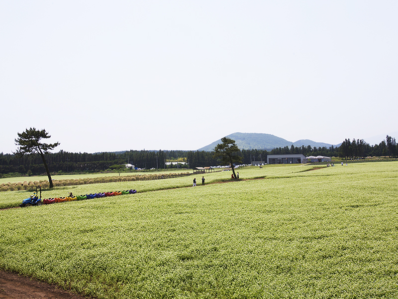 Jeju Fall Flowers and Where to See Them