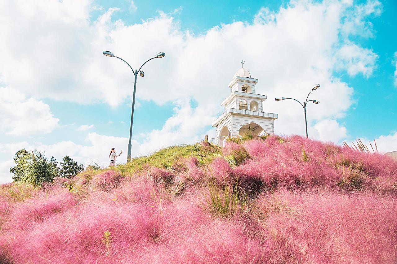 Jeju Fall Flowers and Where to See Them