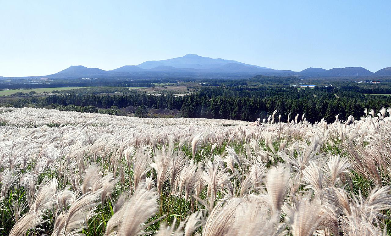 Jeju Fall Flowers and Where to See Them