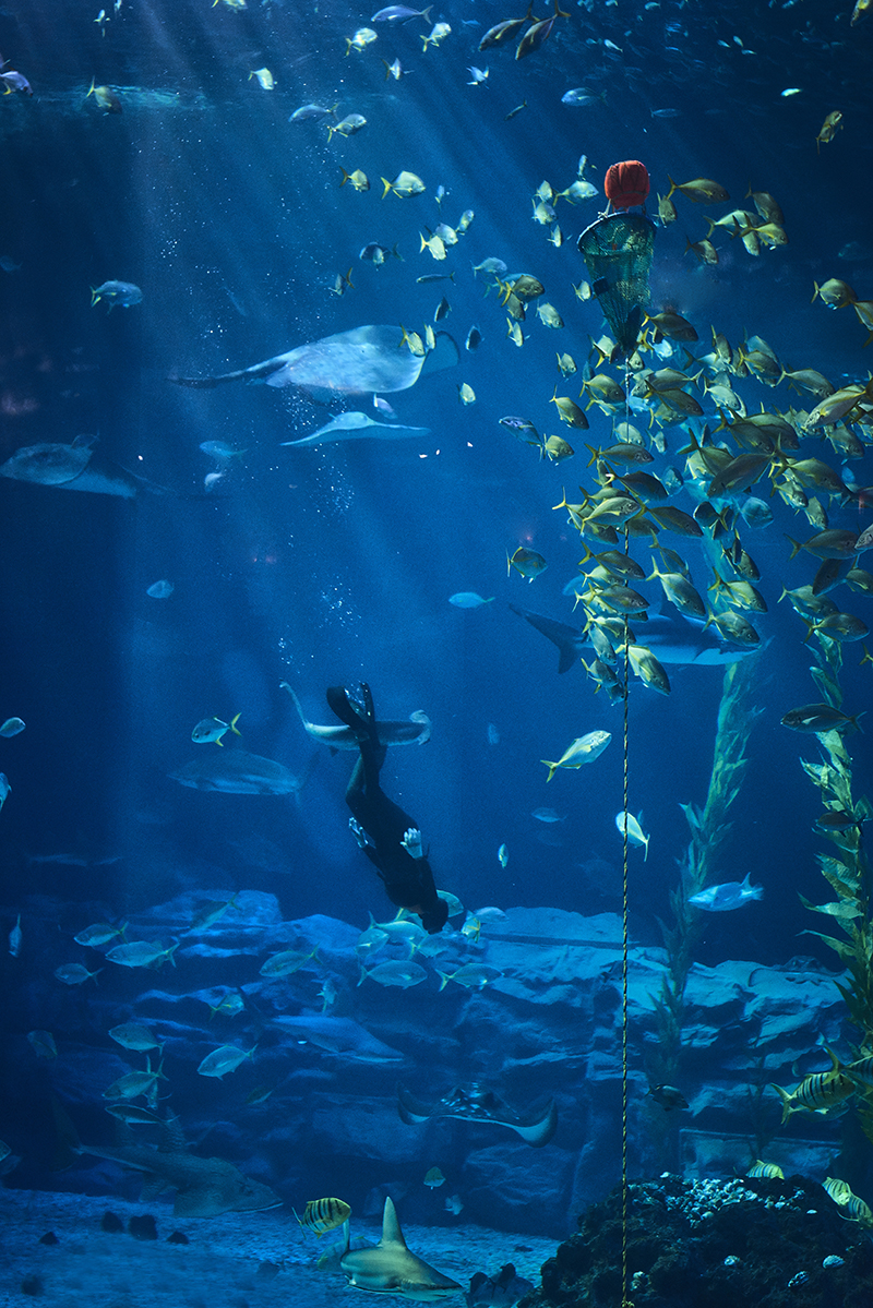 All About Haenyeo: The Mermaids of Jeju Island