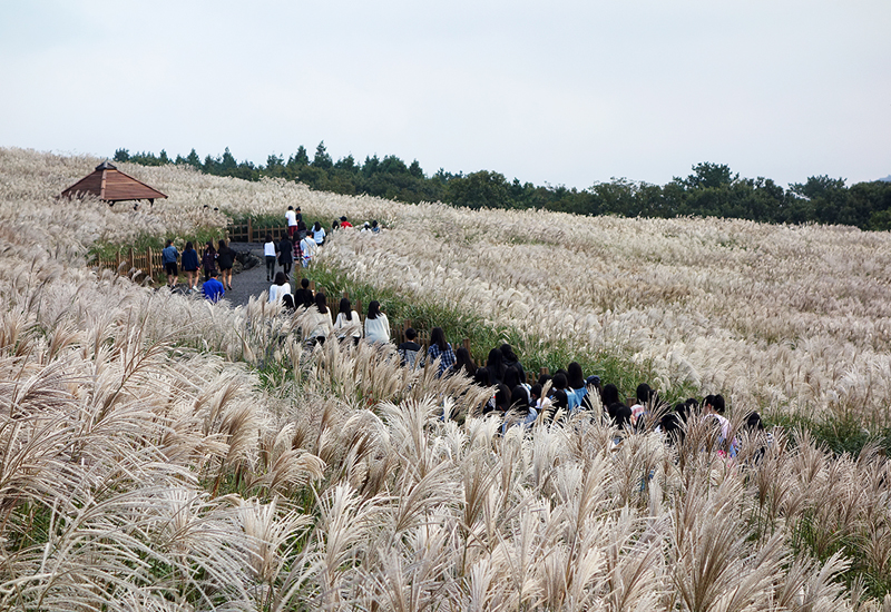 Jeju Fall Flowers and Where to See Them